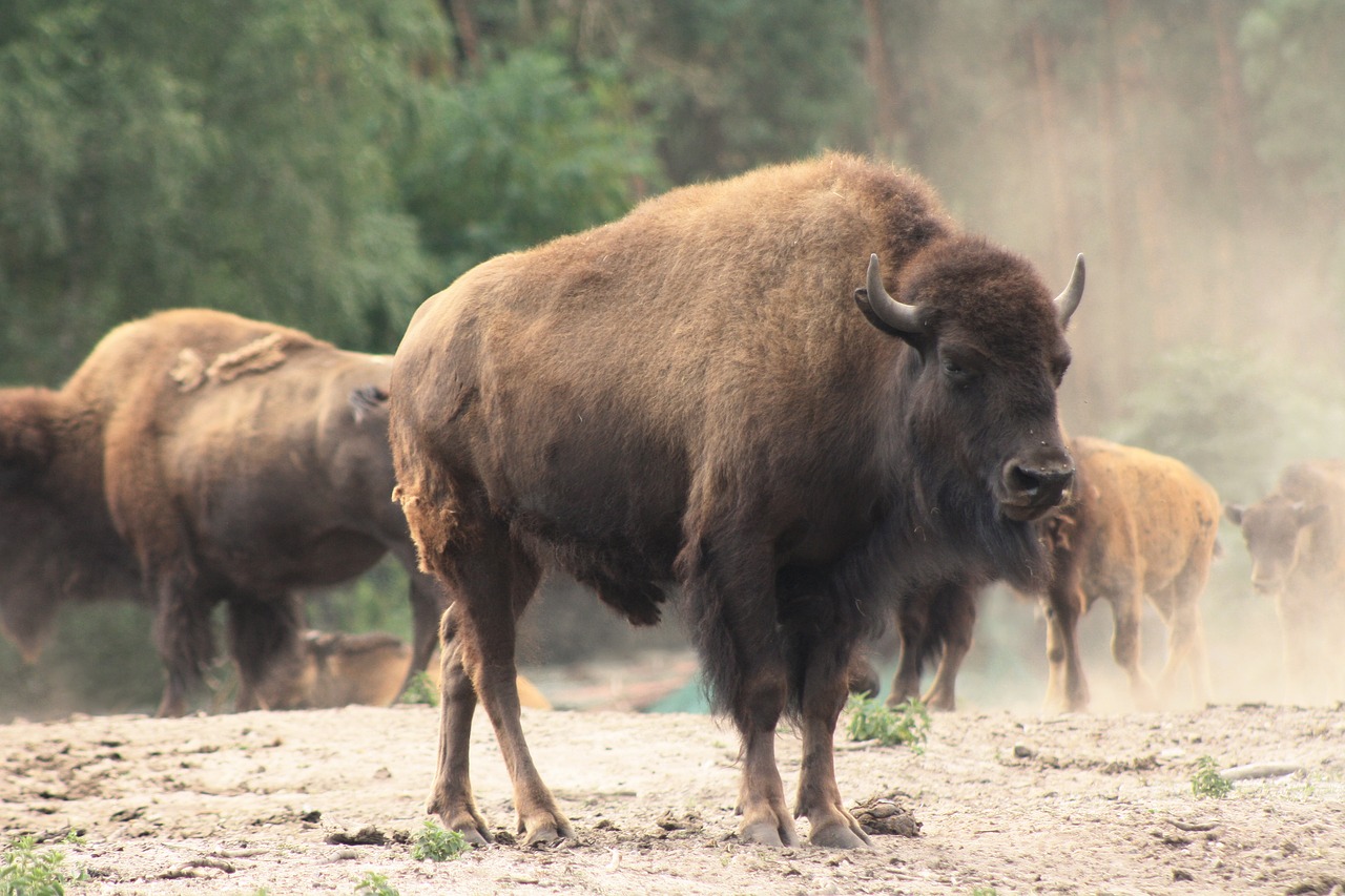 Image of an American Bison