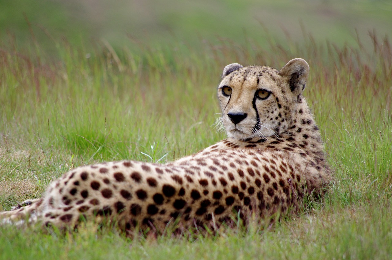 Image of a Cheeta