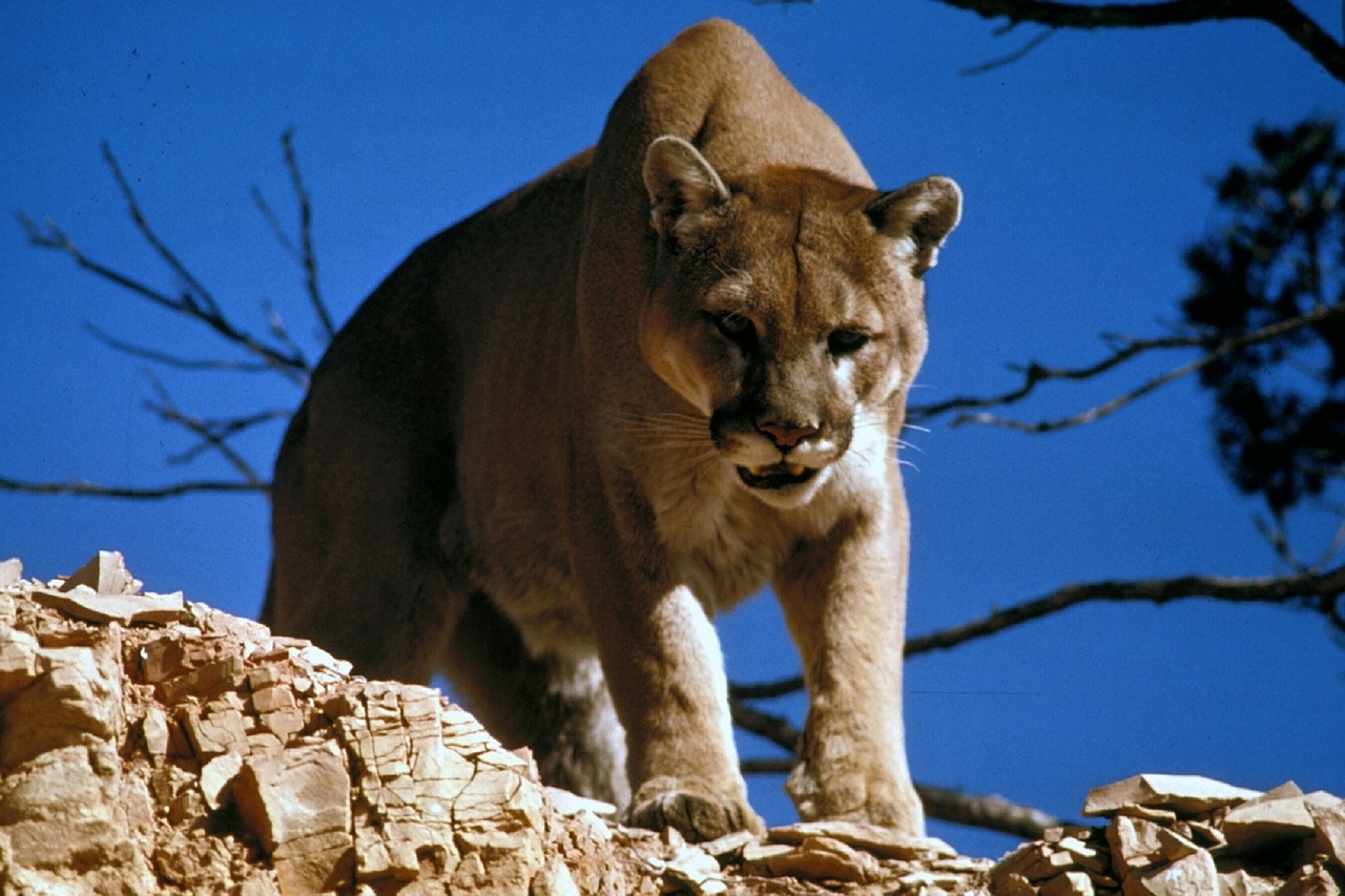 Image of a Cougar