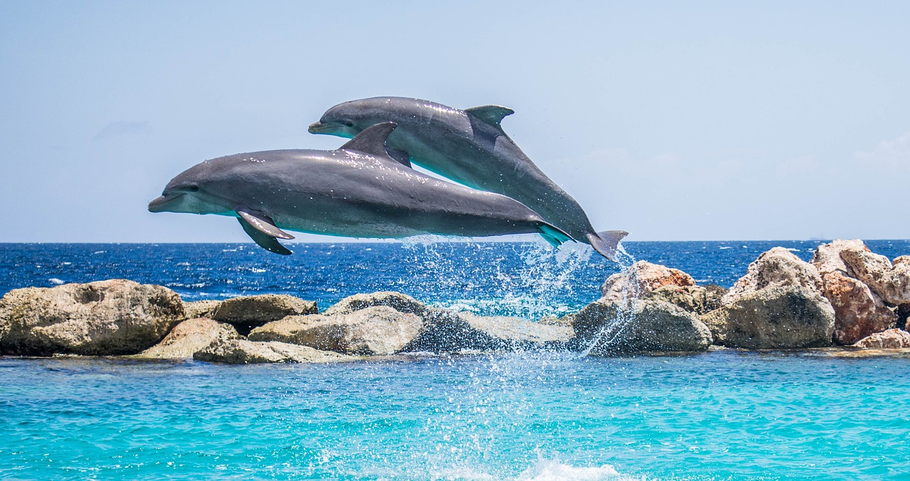 Image of two dolphins