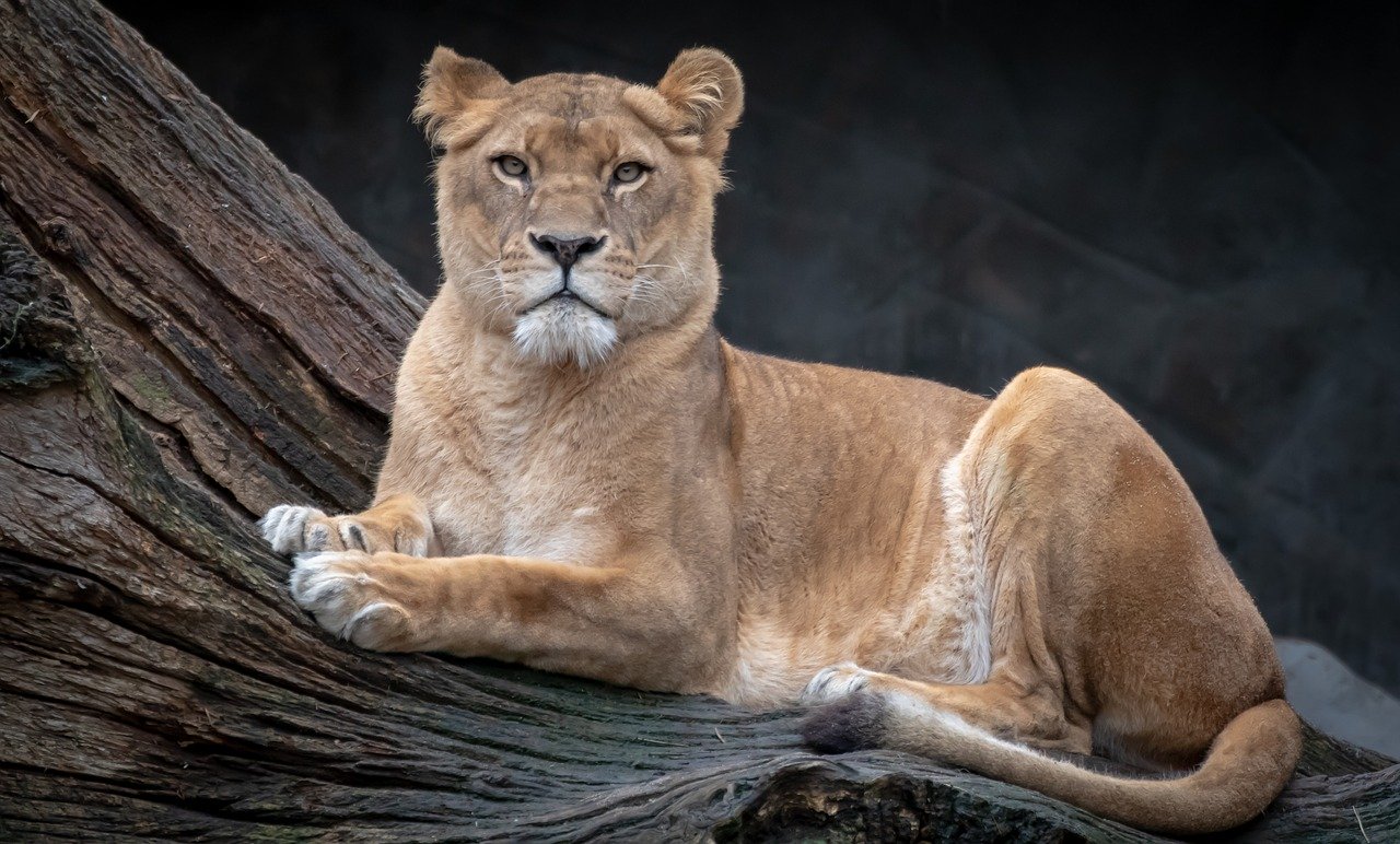 Image of a female Lion