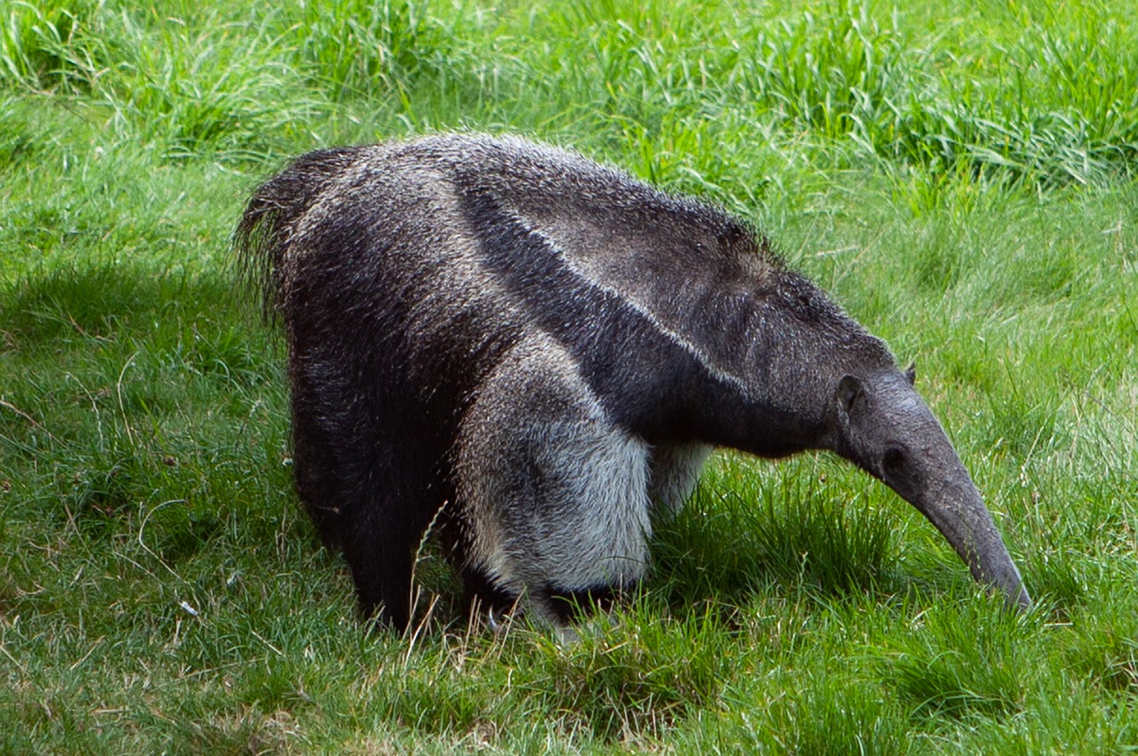 Image of a Giant Anteater