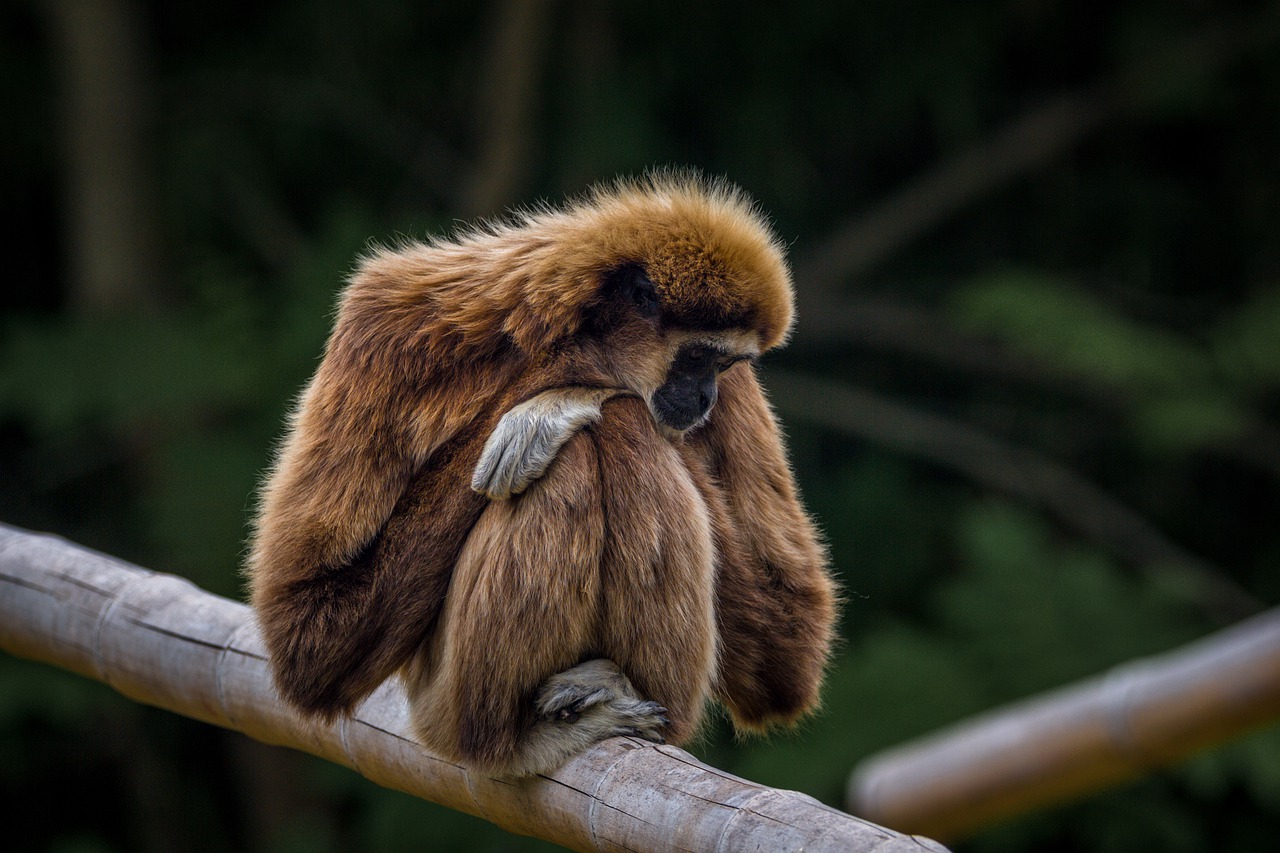 Image of gibbon