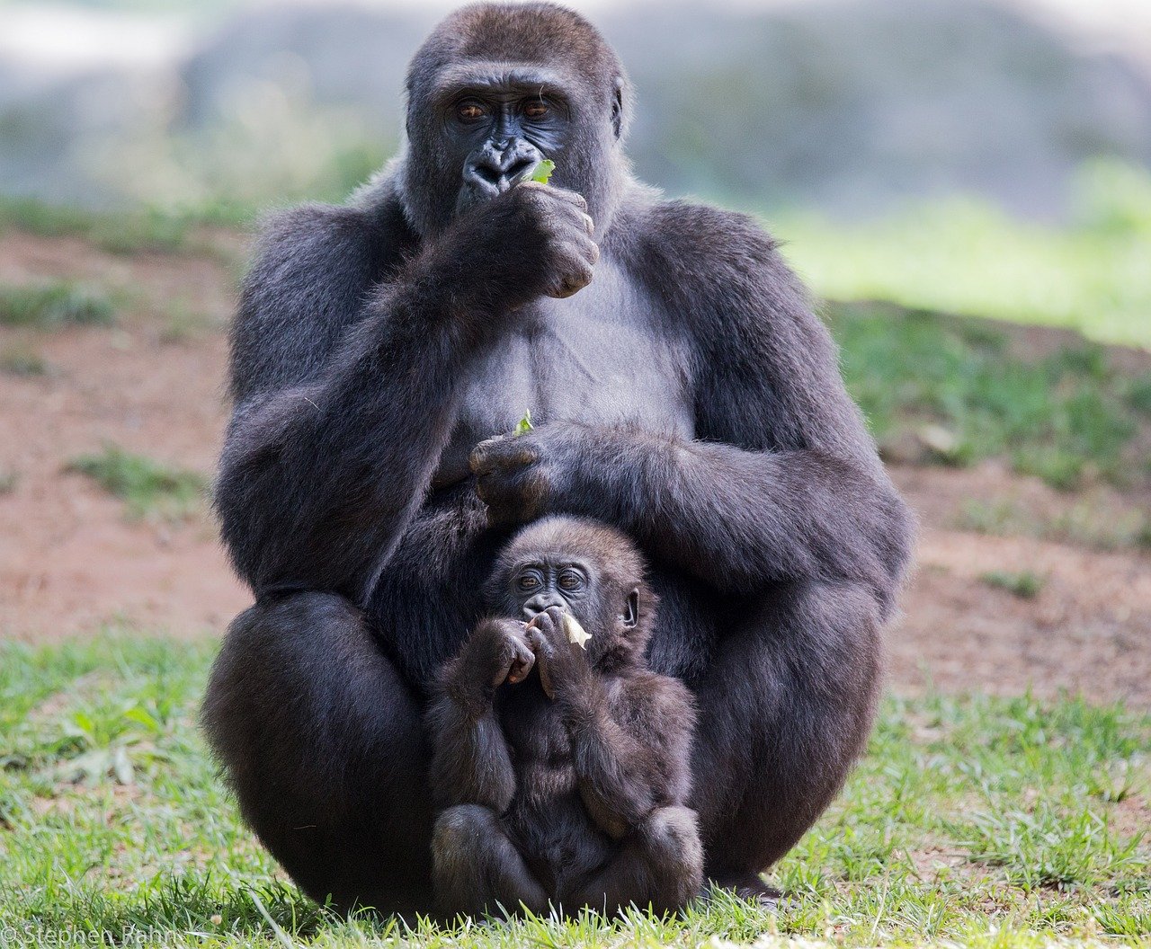 Image of a mother gorilla and her baby