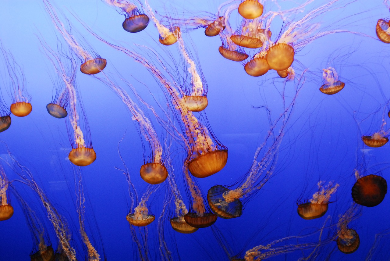 Image of group of jellyfish