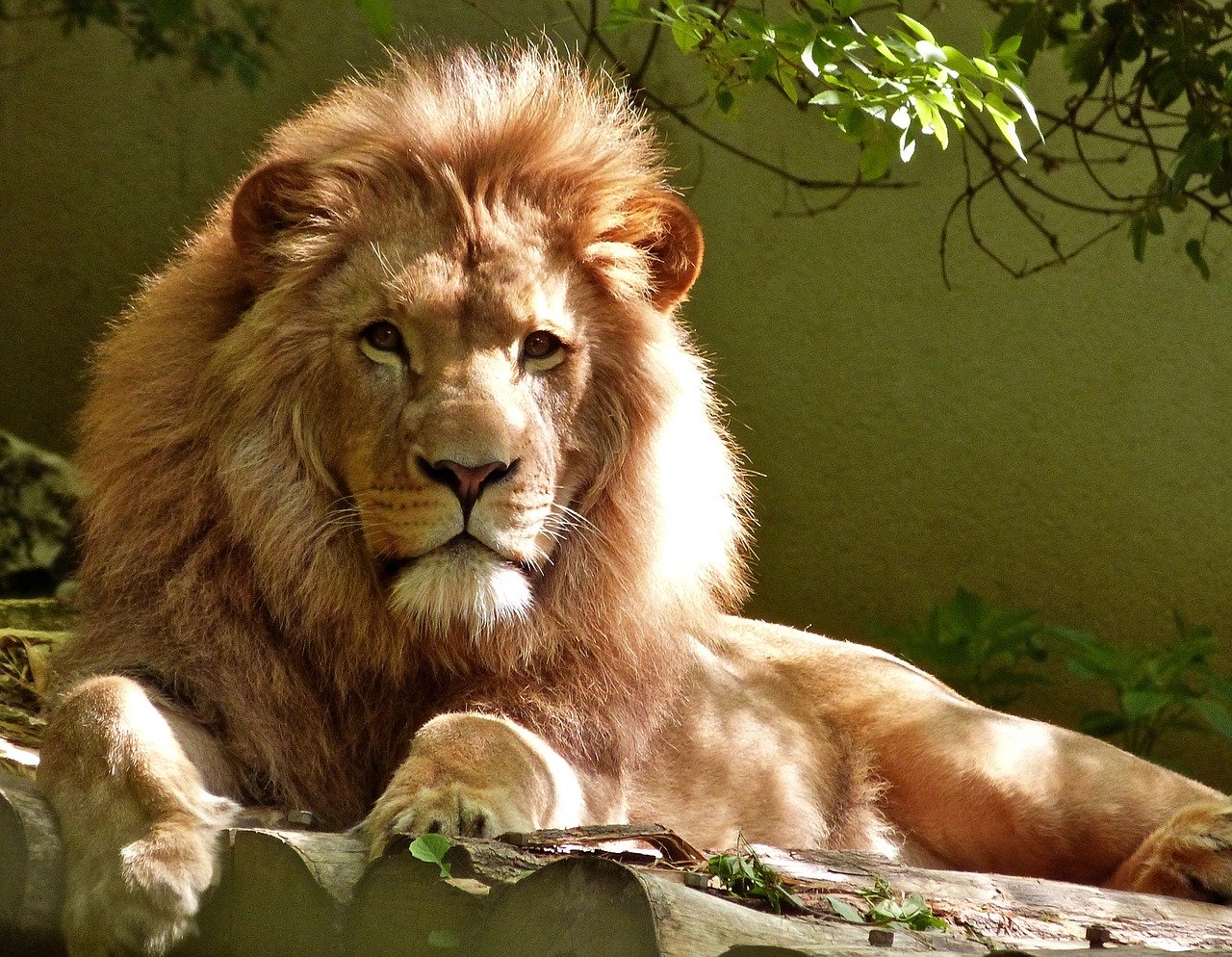 Image of a Male Lion