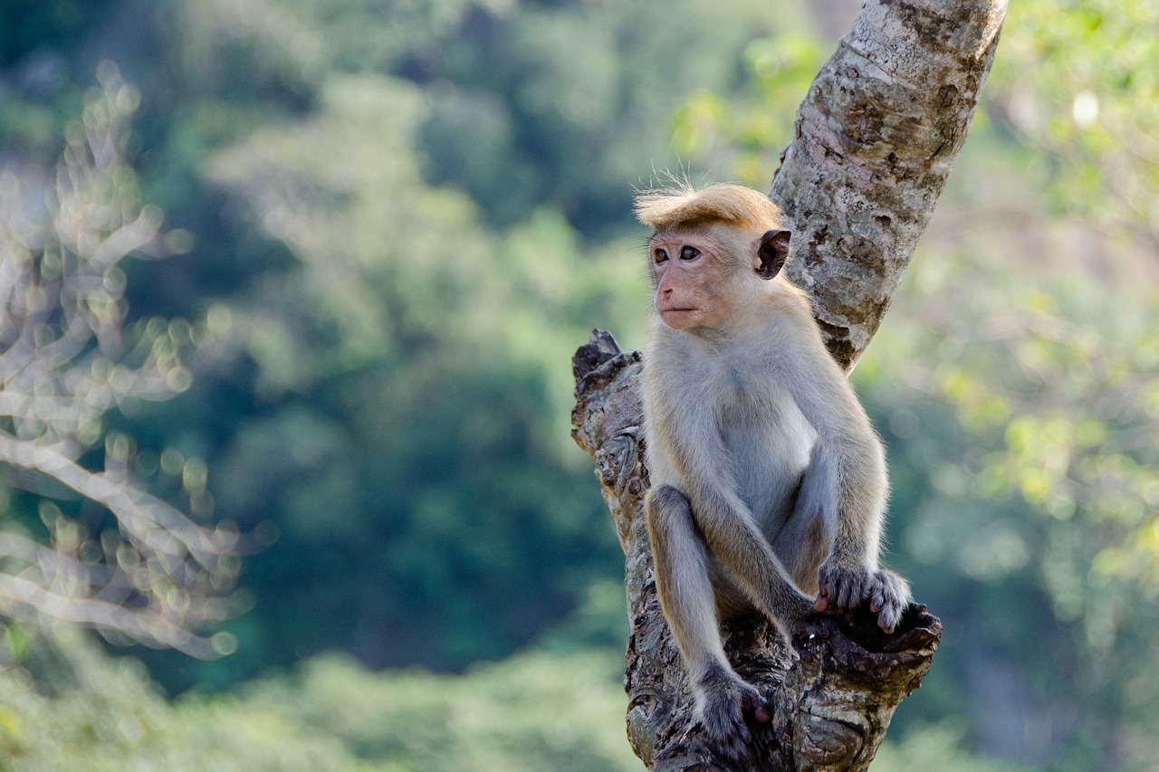 Image of a monkey