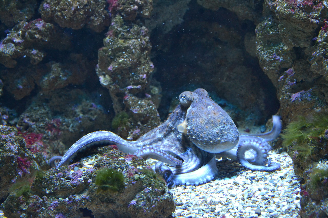 Image of an Octopus