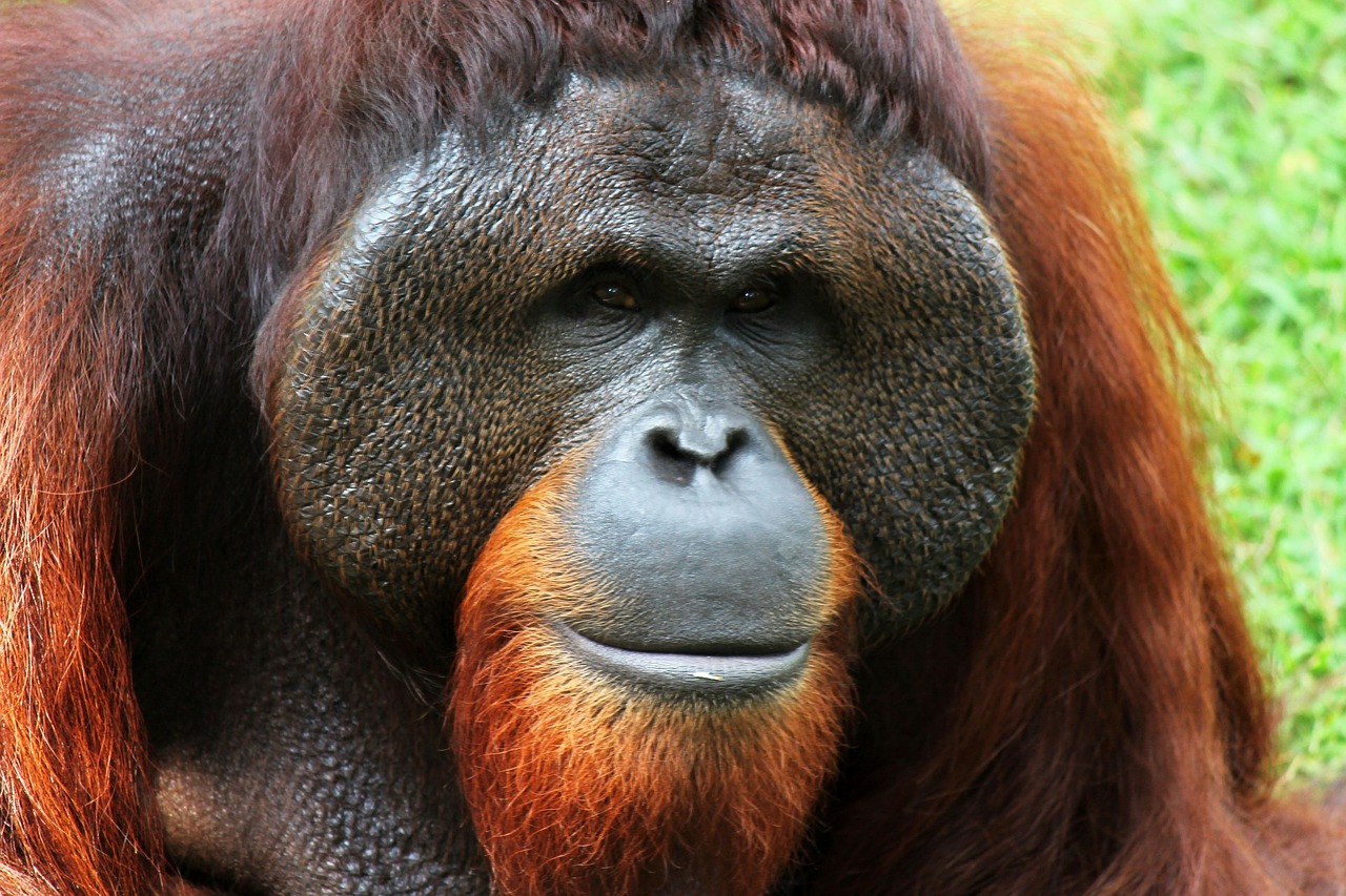 Image of an orangutan