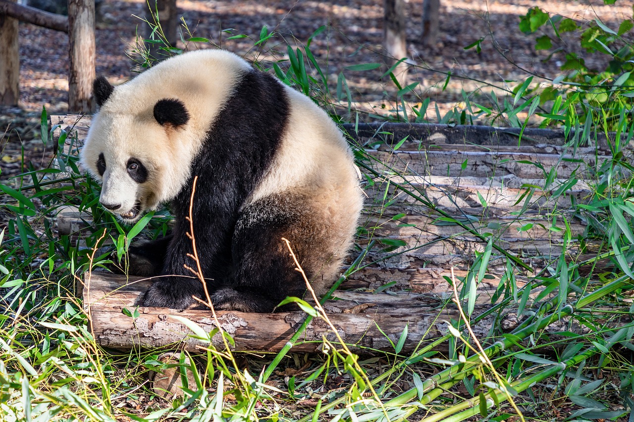 Image of a Giant Panda