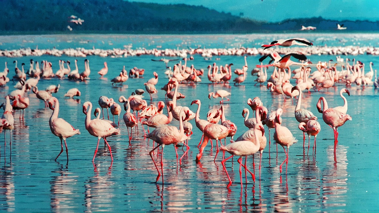 image of a flock of flamingos
