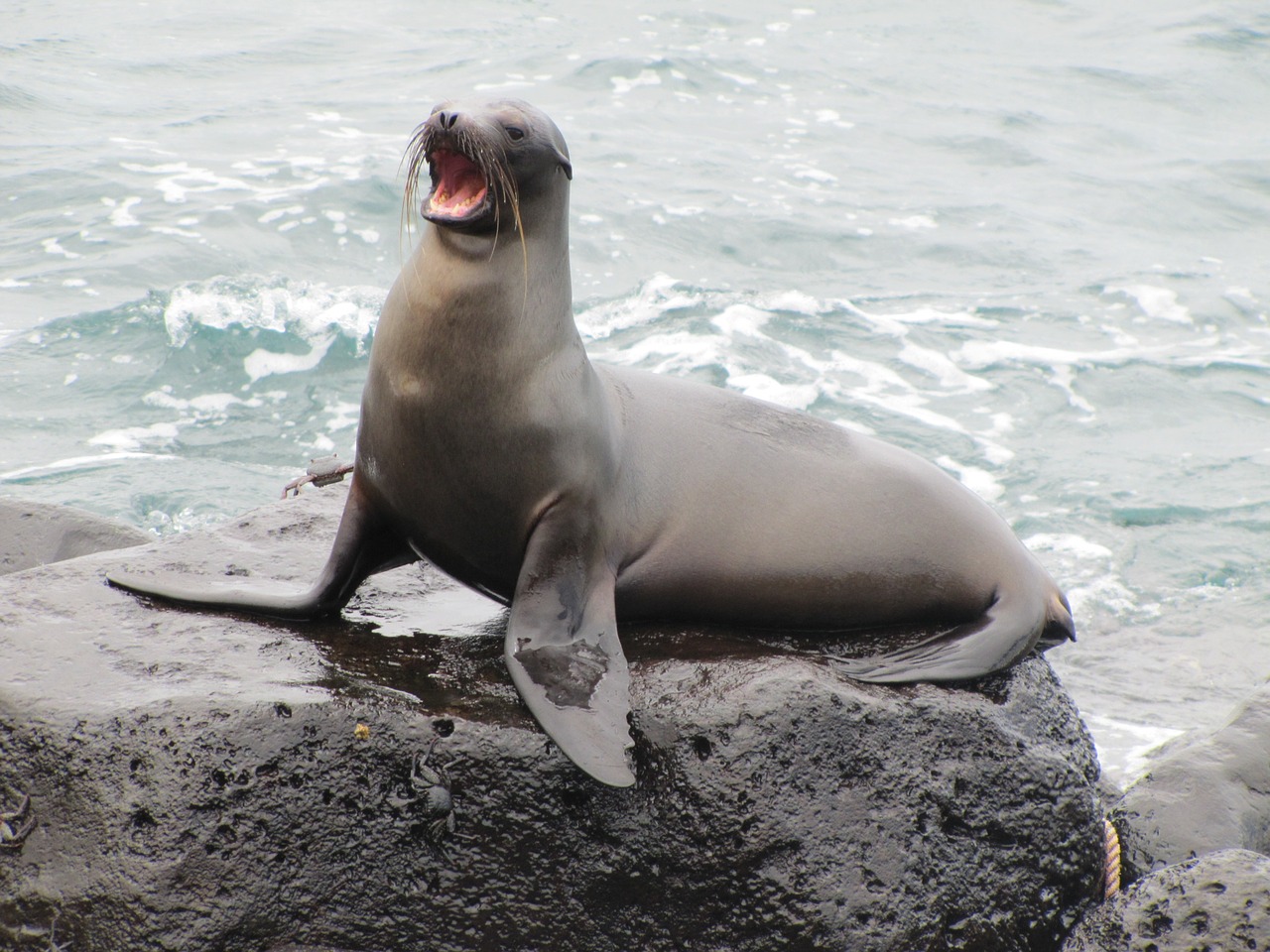 Image of a Sea Lion