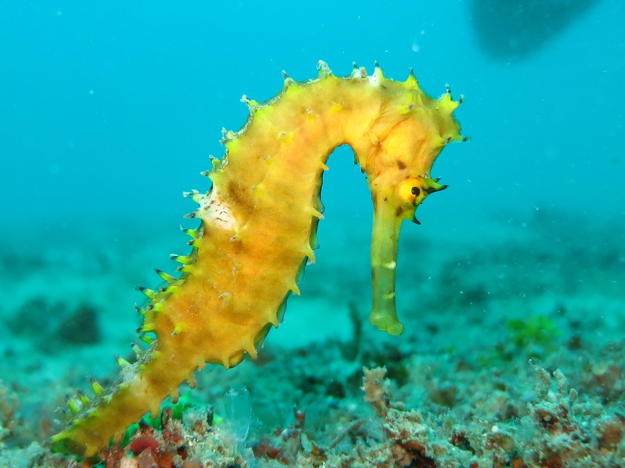 Image of an Seahorse