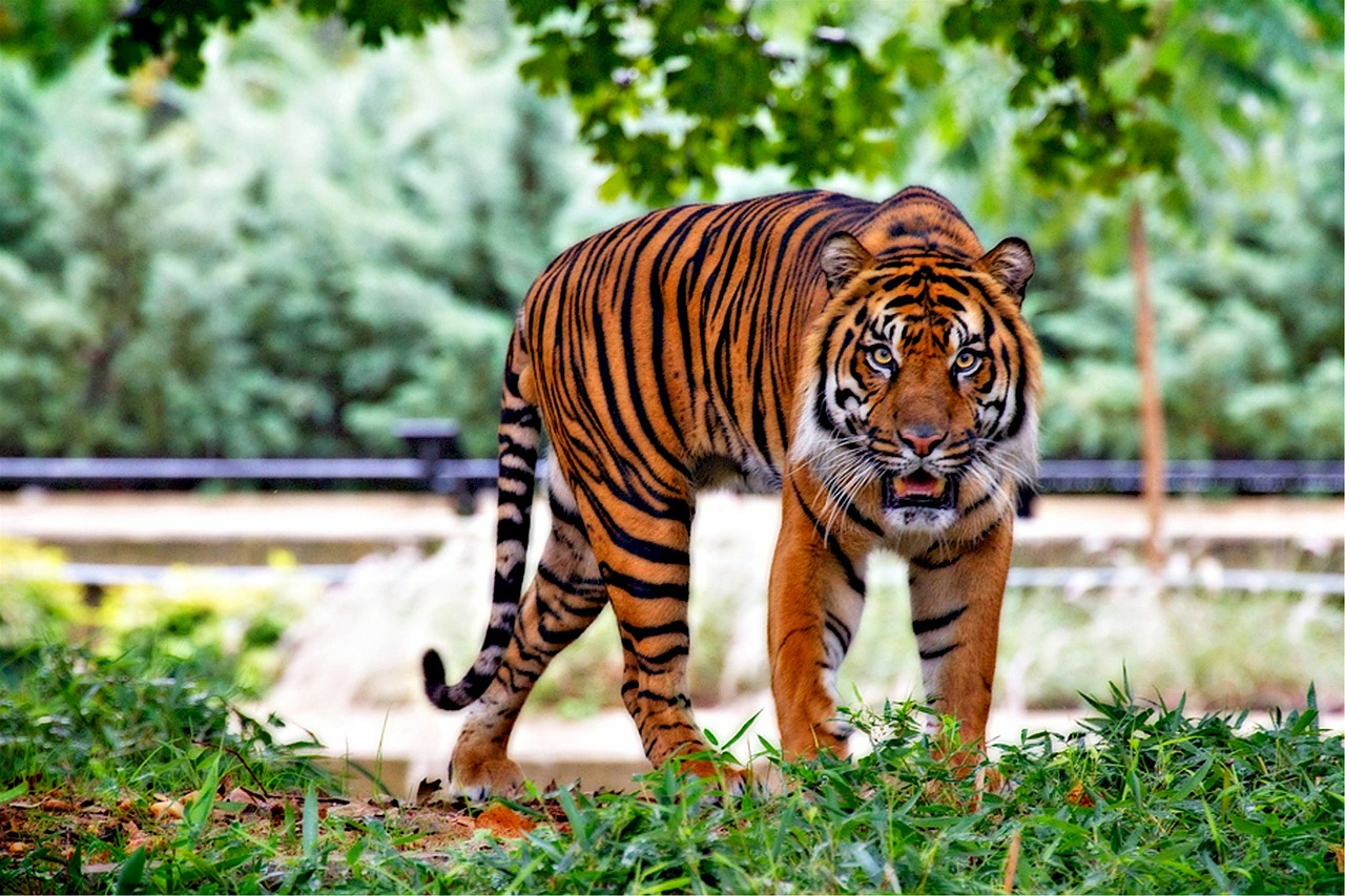 Image of a Sumatran Tiger