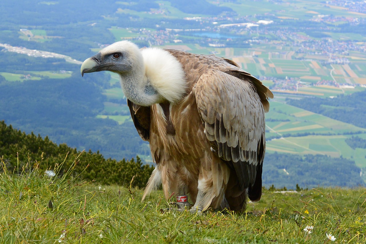 Image of a Vulture
